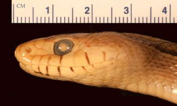 Media type: image;   Herpetology R-53938